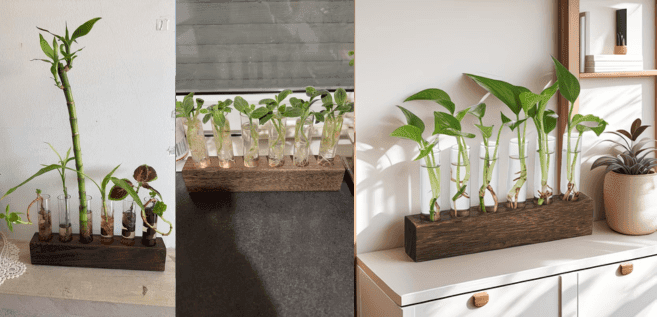 עציץ הידרופוני תלוי עם 6 מבחנות זכוכית